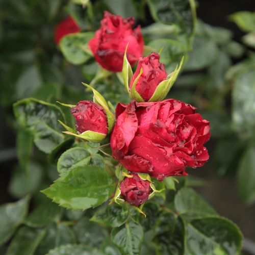 Rosa Inge Kläger - roșu - Trandafir copac cu trunchi înalt - cu flori în buchet - coroană tufiș